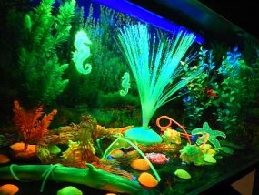 Magiczne Akwarium - INBAR Firma Handlowo-Usługowa Irena Bartołd Pruszcz Gdański