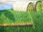 Rollgrass - Trawa z rolki Dąbrowa nad Czarną - trawa rolowana