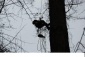wycinanie, przycinanie drew alpinistycznie Żabieniec - kamil rozwadowski