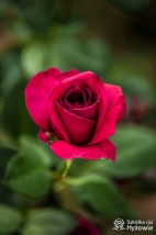 Róże cięte - Szkółka Róż Hyżowie Bilczyce