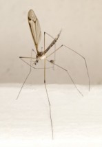 Zwalczanie komarów i meszek - Insektpol Fumigacja Dezynfekcja Dezynsekcja Deratyzacja Ozonowanie Mrągowo