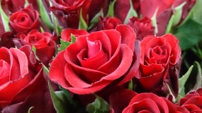 Róża czerwona - APKwiaty Andrzeja Piotrowicza Gdańsk