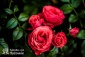 Krzewy róż oraz róże cięte - Gospodarstwo Ogrodnicze Hyży Bronisław Bilczyce