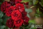 Krzewy róż oraz róże cięte Bilczyce - Gospodarstwo Ogrodnicze Hyży Bronisław