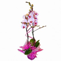 Storczyk - Aura Centrum Ogrodnicze Sulejówek