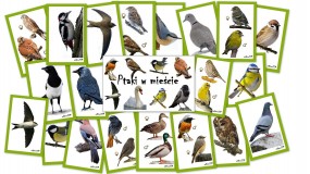 Ptaki w mieście - Ptaki w Polsce Szczecin