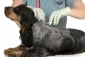 Czipowanie psów - Centrum Zdrowia Zwierząt Lekarz Weterynarii Lipsko