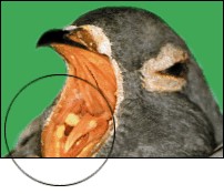 Leczenie gołębi - Centrum Zdrowia Zwierząt Lipsko