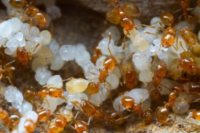 Zwalczanie Mrówek Faraona - Dezynfekcja, Dezynsekcja - w mieszkaniu - DEZINO - Ochrona Przed Szkodnikami Bydgoszcz