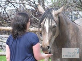 Warsztaty rozwoju osobistego - Ścieżka rozwoju - Pracownia Szkoleniowa  Horse Feedback  Chechło