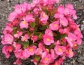 Kwiaty, byliny, nasiona Sulejówek - Aura Centrum Ogrodnicze