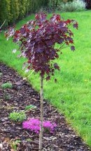 Drzewa liściaste - Aura Centrum Ogrodnicze Sulejówek