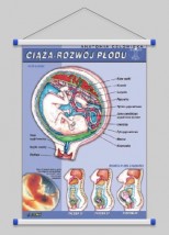 Ciąża - rozwój płodu ludzkiego  WROCŁAW POZNAŃ ŁÓDŹ WARSZAWA - PHU Lewandowski Jerzy pomocedydaktyczne.info Niedary