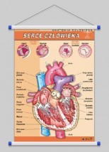 Serce człowieka  WROCŁAW POZNAŃ ŁÓDŹ WARSZAWA - PHU Lewandowski Jerzy pomocedydaktyczne.info Niedary