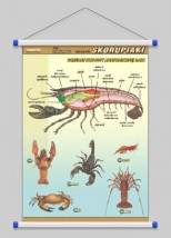 Skorupiaki - budowa anatomiczna  WROCŁAW POZNAŃ ŁÓDŹ WARSZAWA - PHU Lewandowski Jerzy pomocedydaktyczne.info Niedary