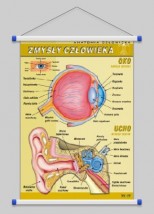 Zmysły człowieka  WROCŁAW POZNAŃ ŁÓDŹ WARSZAWA - PHU Lewandowski Jerzy pomocedydaktyczne.info Niedary