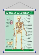 Szkielet człowieka  WROCŁAW POZNAŃ ŁÓDŹ WARSZAWA - PHU Lewandowski Jerzy pomocedydaktyczne.info Niedary