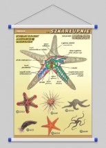 Szkarłupnie - budowa anatomiczna  WROCŁAW POZNAŃ ŁÓDŹ WARSZAWA - PHU Lewandowski Jerzy pomocedydaktyczne.info Niedary