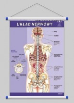 Układ nerwowy  WROCŁAW POZNAŃ ŁÓDŹ WARSZAWA - PHU Lewandowski Jerzy pomocedydaktyczne.info Niedary