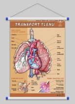 Transport tlenu  WROCŁAW POZNAŃ ŁÓDŹ WARSZAWA - PHU Lewandowski Jerzy pomocedydaktyczne.info Niedary