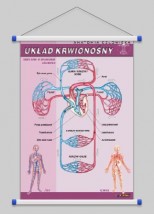 Układ krwionośny  WROCŁAW POZNAŃ ŁÓDŹ WARSZAWA - PHU Lewandowski Jerzy pomocedydaktyczne.info Niedary