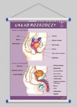 Żeński, męski układ rozrodczy  WROCŁAW POZNAŃ ŁÓDŹ WARSZAWA - PHU Lewandowski Jerzy pomocedydaktyczne.info Niedary