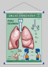 Układ oddechowy  WROCŁAW POZNAŃ ŁÓDŹ WARSZAWA - PHU Lewandowski Jerzy pomocedydaktyczne.info Niedary