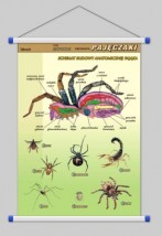 Pajęczaki  WROCŁAW POZNAŃ ŁÓDŹ WARSZAWA - PHU Lewandowski Jerzy pomocedydaktyczne.info Niedary
