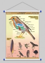 Ptaki - budowa anatomiczna  WROCŁAW POZNAŃ ŁÓDŹ WARSZAWA - PHU Lewandowski Jerzy pomocedydaktyczne.info Niedary
