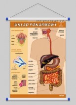 Układ pokarmowy  WROCŁAW POZNAŃ ŁÓDŹ WARSZAWA - PHU Lewandowski Jerzy pomocedydaktyczne.info Niedary