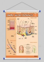 Skóra, włosy, paznokcie  WROCŁAW POZNAŃ ŁÓDŹ WARSZAWA - PHU Lewandowski Jerzy pomocedydaktyczne.info Niedary