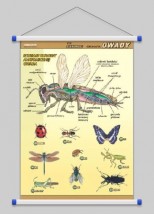 Owady - budowa anatomiczna  WROCŁAW POZNAŃ ŁÓDŹ WARSZAWA - PHU Lewandowski Jerzy pomocedydaktyczne.info Niedary