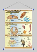 Pierwotniaki, gąbki, jamochłony - budowa anatomiczna  WROCŁAW POZNA - PHU Lewandowski Jerzy pomocedydaktyczne.info Niedary