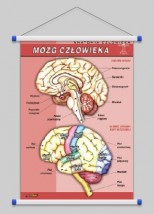 Mózg człowieka  WROCŁAW POZNAŃ ŁÓDŹ WARSZAWA - PHU Lewandowski Jerzy pomocedydaktyczne.info Niedary