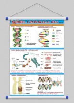 Budowa i replikacja DNA WROCŁAW POZNAŃ ŁÓDŹ WARSZAWA - PHU Lewandowski Jerzy pomocedydaktyczne.info Niedary