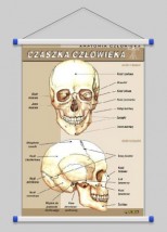 Czaszka człowieka WROCŁAW POZNAŃ ŁÓDŹ WARSZAWA - PHU Lewandowski Jerzy pomocedydaktyczne.info Niedary