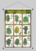 Drzewa liściaste - Polska Przyroda  WROCŁAW POZNAŃ ŁÓDŹ WARSZAWA - PHU Lewandowski Jerzy pomocedydaktyczne.info Niedary