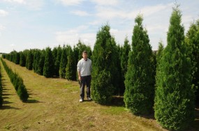 Thuja Smarad, Thuja Holmstrup Spiczyn - Gospodarstwo szkółkarskie ZW-Wójcik