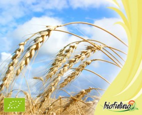 Ziarna zbóż - Biofuturo Trade Sp. z o.o. Kraków