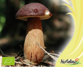 Grzyby i owoce lasu - Biofuturo Trade Sp. z o.o. Kraków