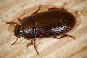 Szkodniki Ferm Drobiu - Pleśniakowiec lśniący - Zwalczanie - DEZINO - ochrona przed szkodnikami Bydgoszcz