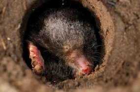 Zwalczanie kretów, gazowanie nor i korytarzy - SKUTECZNE! - DEZINO - ochrona przed szkodnikami Bydgoszcz