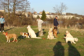 Zoopsychologia - Szkolenie psów Olsztyn