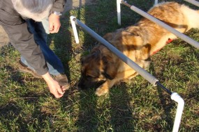Karmy i akcesoria - Szkolenie psów Olsztyn