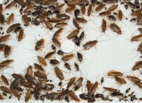 Zwalczanie, likwidacja prusaków, karaluchów, karaczanów - Insektpol Mrągowo