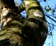 Ochrona roślin. Leczenie drzew i krzewów Biłgoraj - Chaber Pracownia Architektury Krajobrazu