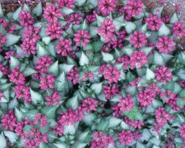 laminium superbum - Zielony ogród Maria Poliwodzińska Chełmno