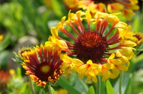 gailardia - Zielony ogród Maria Poliwodzińska Chełmno