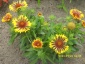 gailardia bylina - Chełmno Zielony ogród Maria Poliwodzińska