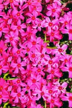 phlox subulata - Zielony ogród Maria Poliwodzińska Chełmno